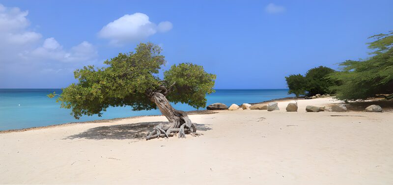 Eenzame boom op het strand