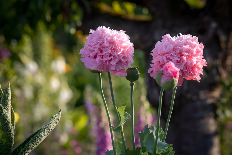 Mooie roze papaverbloemen in de tuin