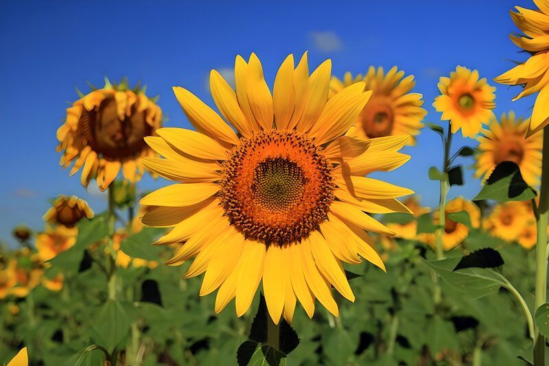 Zonnige Zonnebloemen in volle Bloei