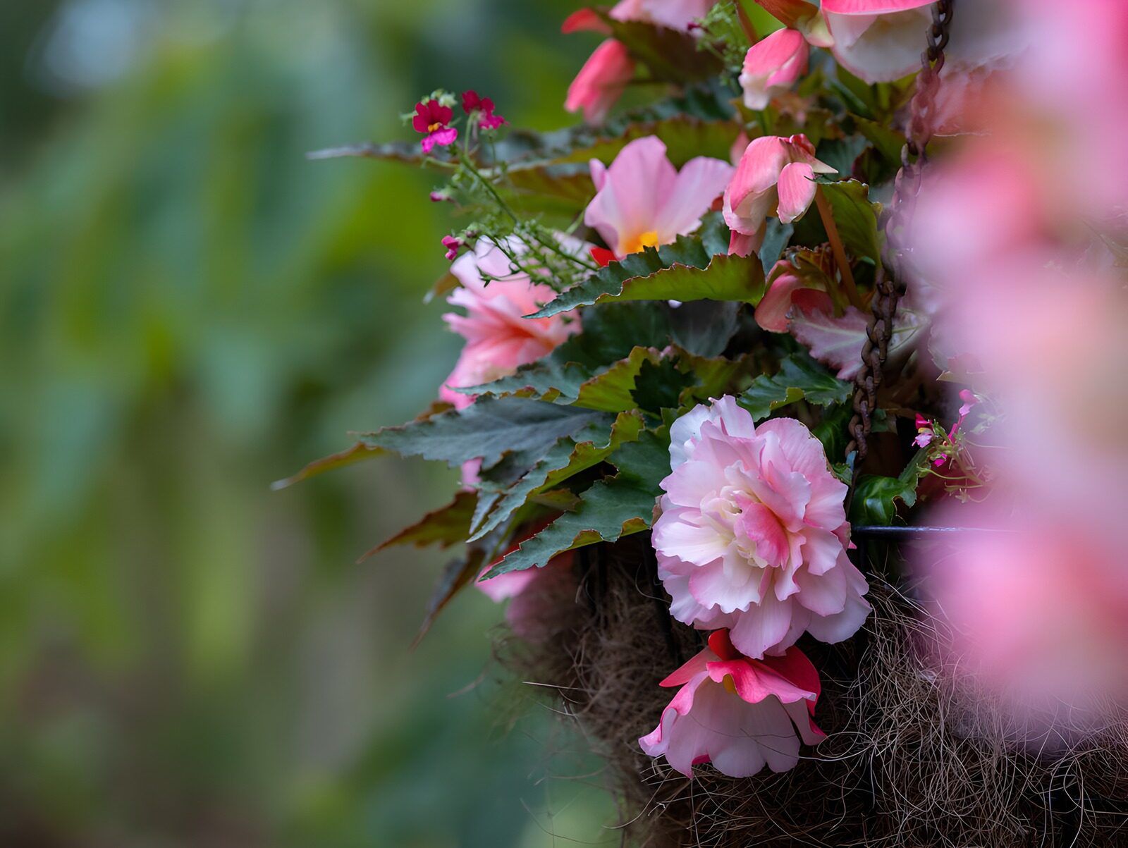 Roze hangende begonia's