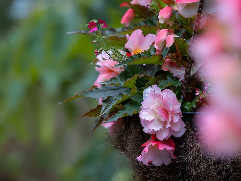 Roze hangende begonia's