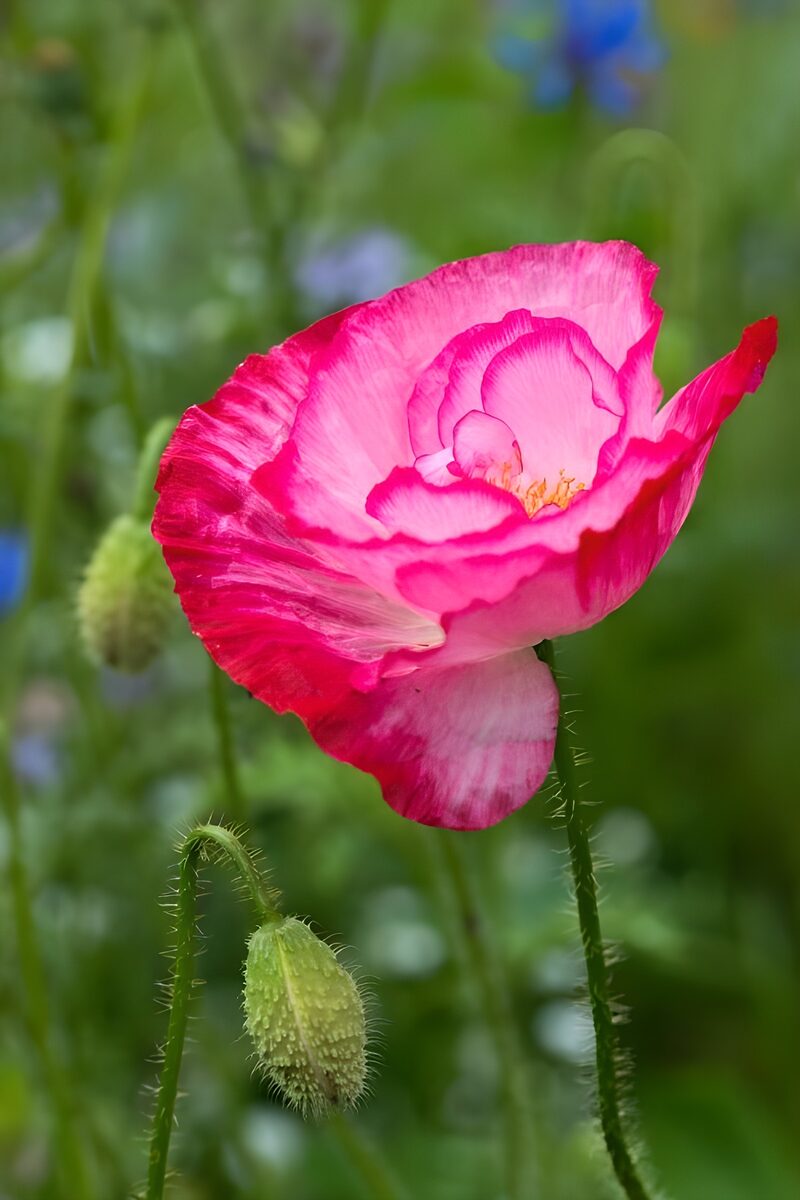 Roze klaproos met rand