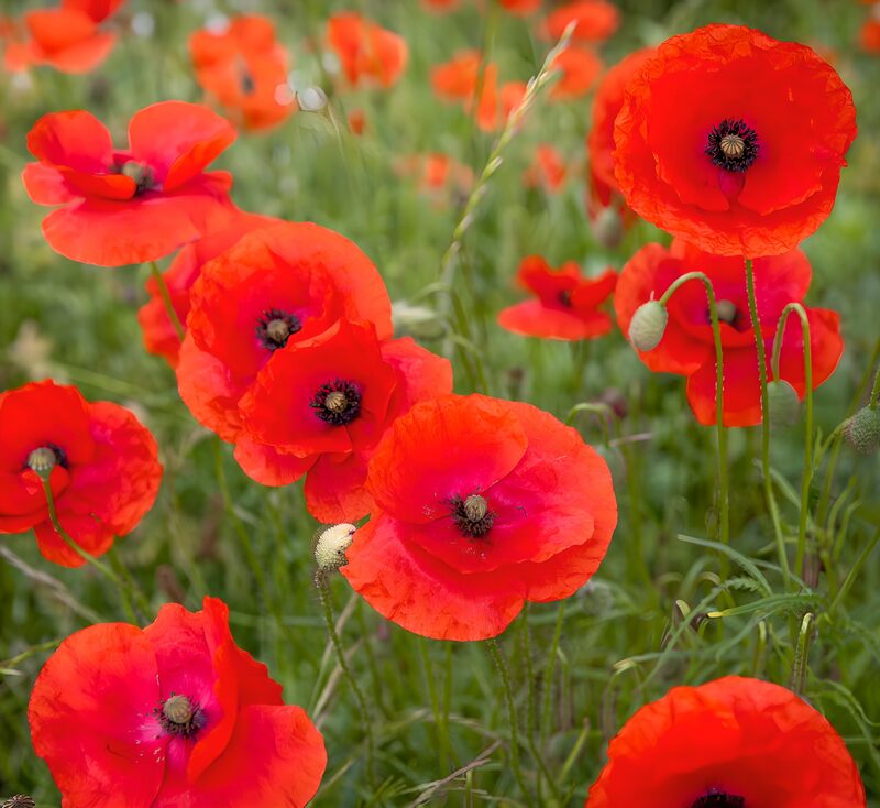 Poppies in Volle Bloei