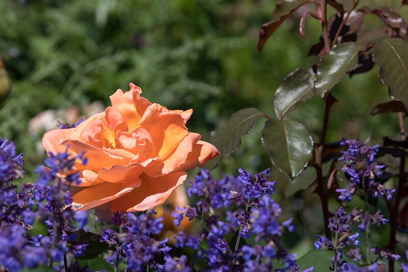 Prachtige roos tussen paarse bloemen