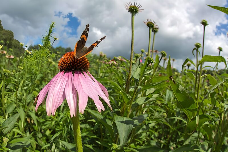 Vlinder op een Echinacea bloem