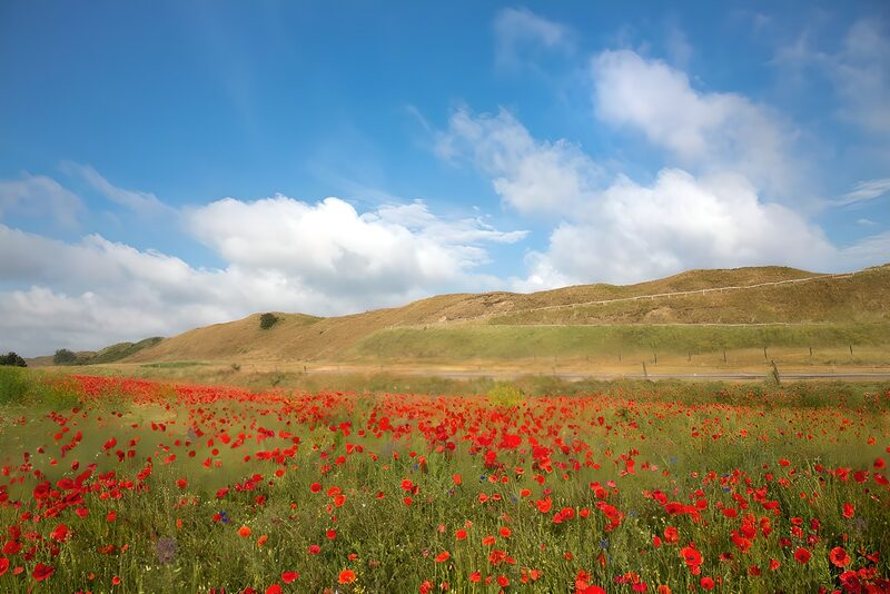 Klaprozenveld op Texel