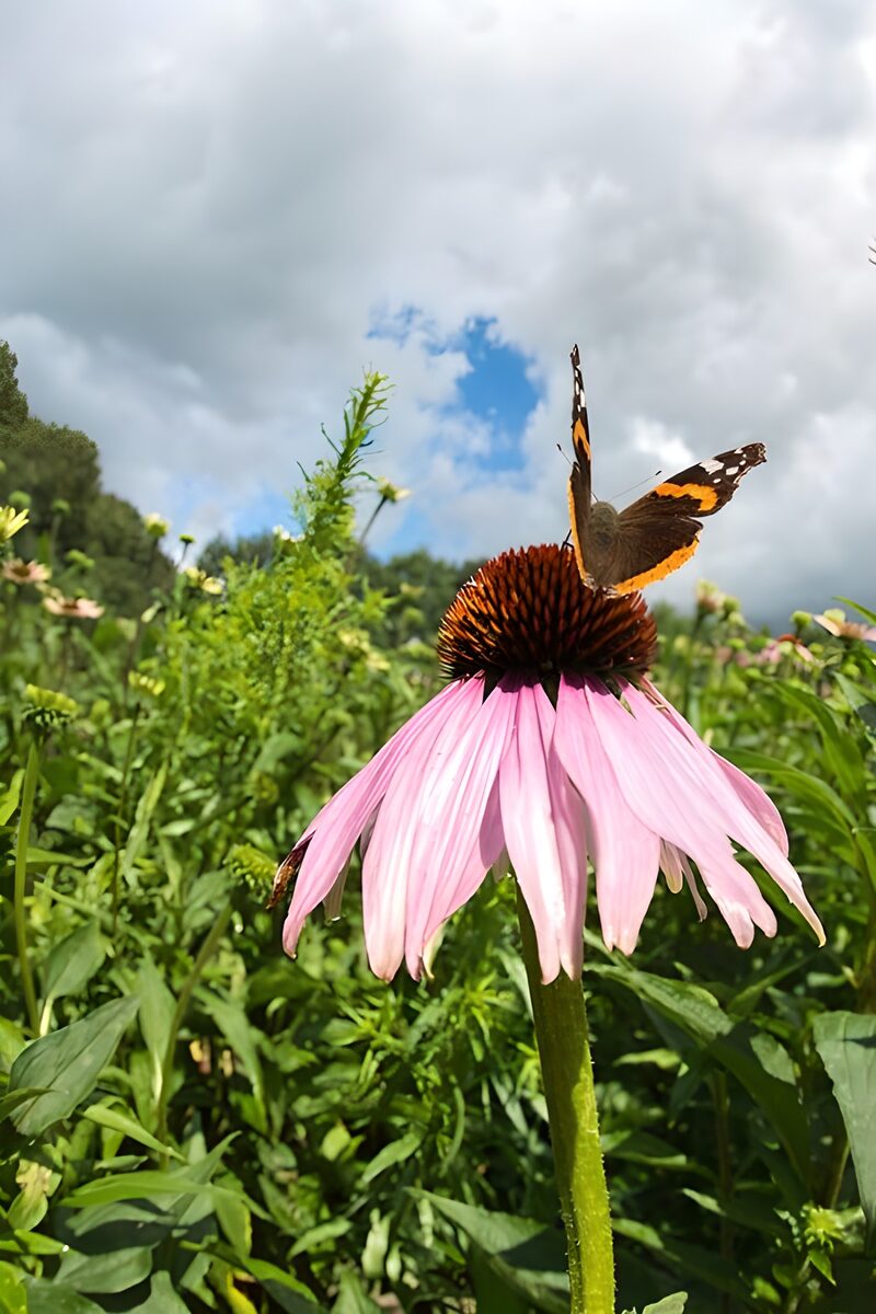 Vlinder op een prachtige bloemenweide