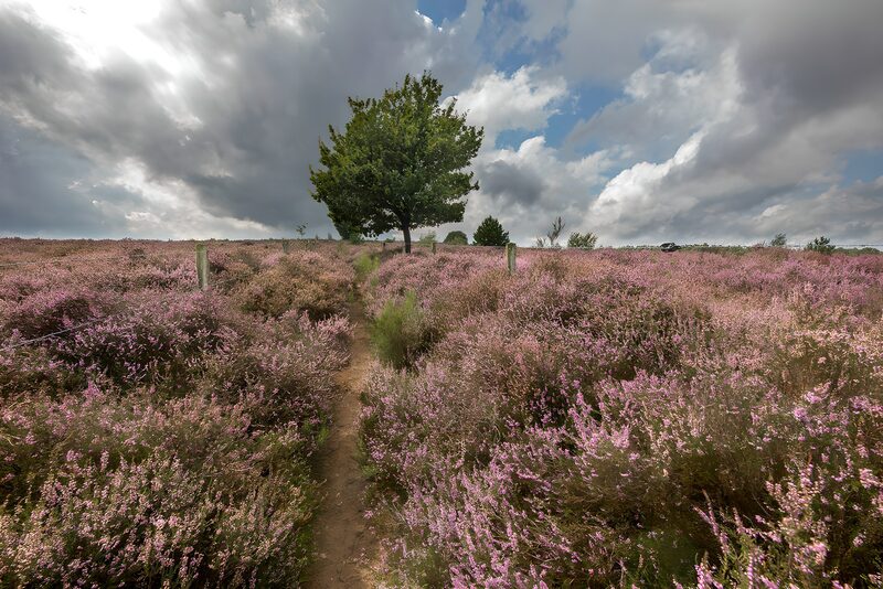 Paden door paarse heide