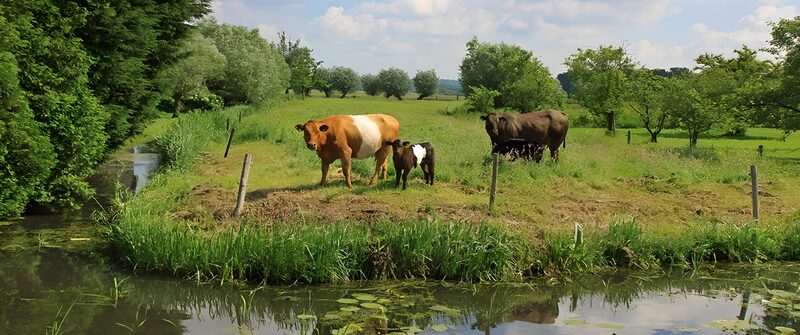 Koeien langs de groene oever