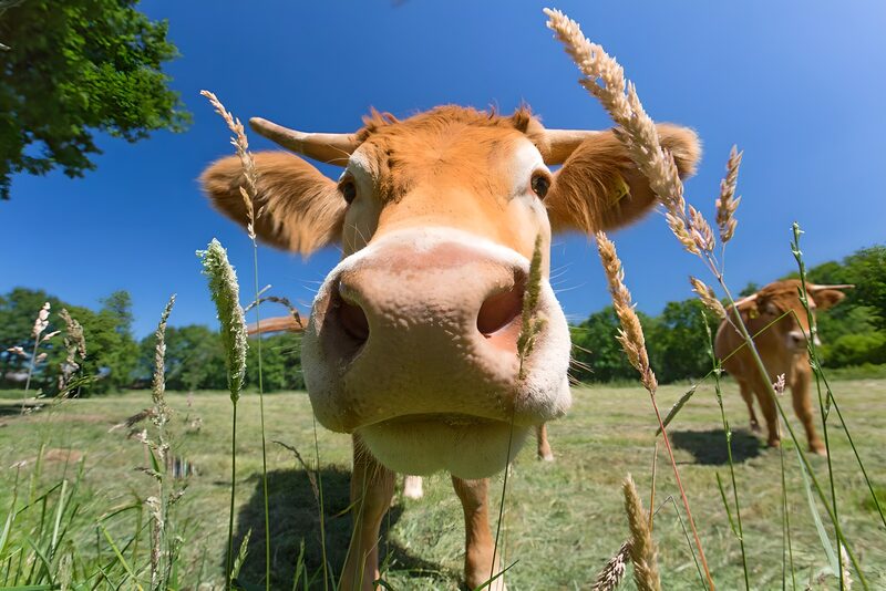 Dichtbij de koe in de natuur
