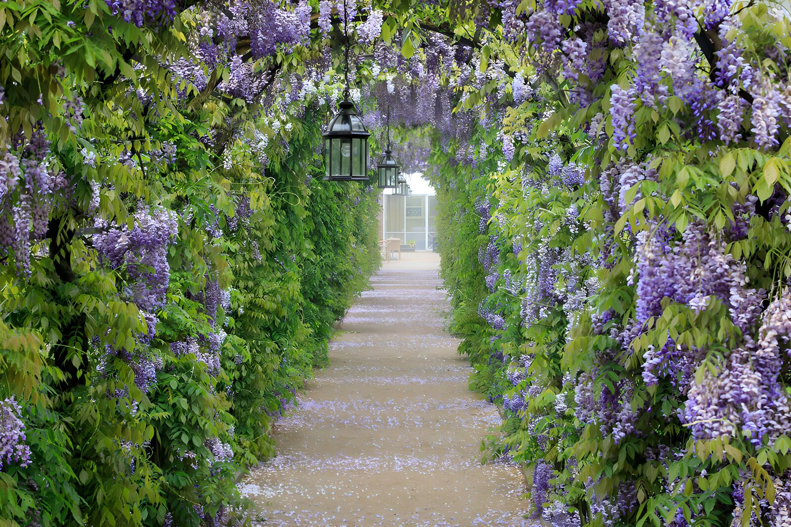 Prachtige Wisteria-tunnel in de tuin