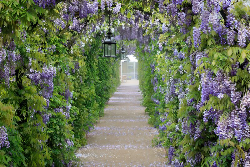 Prachtige Wisteria-tunnel in de tuin