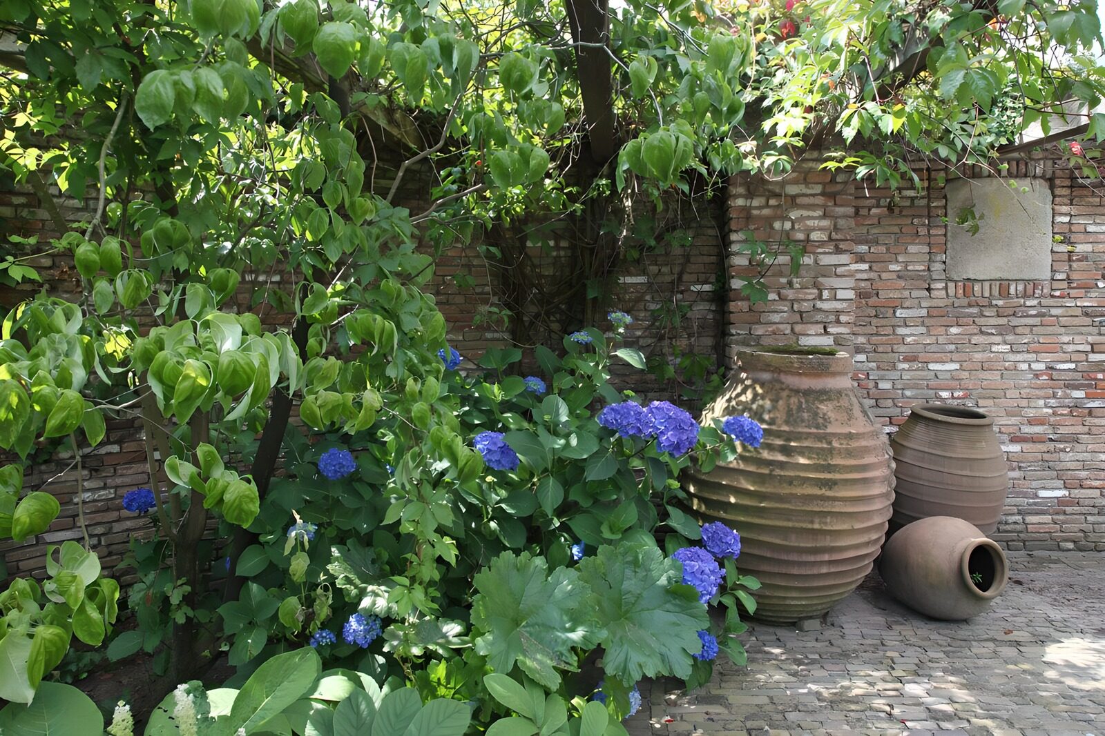 Rustige tuin met blauwe hortensia's