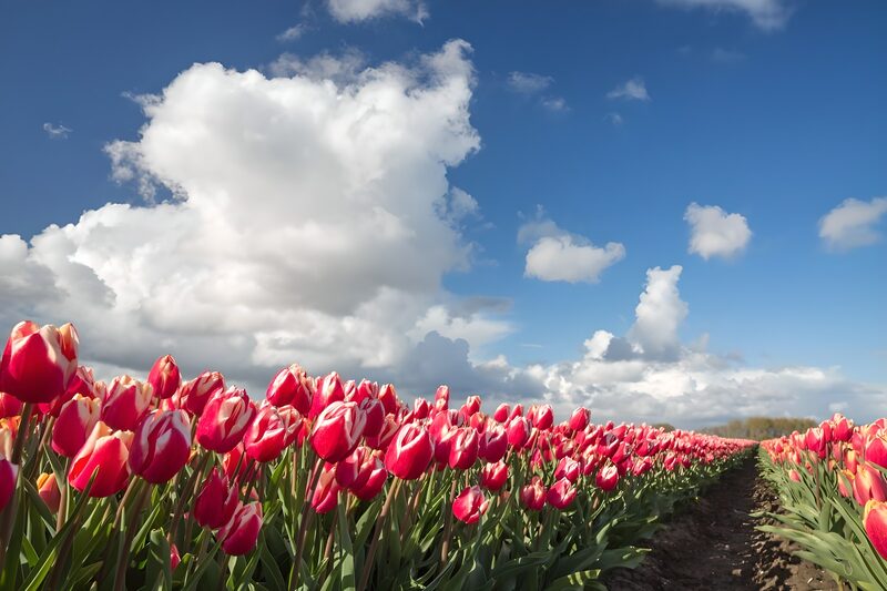Kleurrijke tulpen onder een blauwe lucht