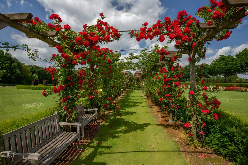 Prachtige rozenboog in de tuin