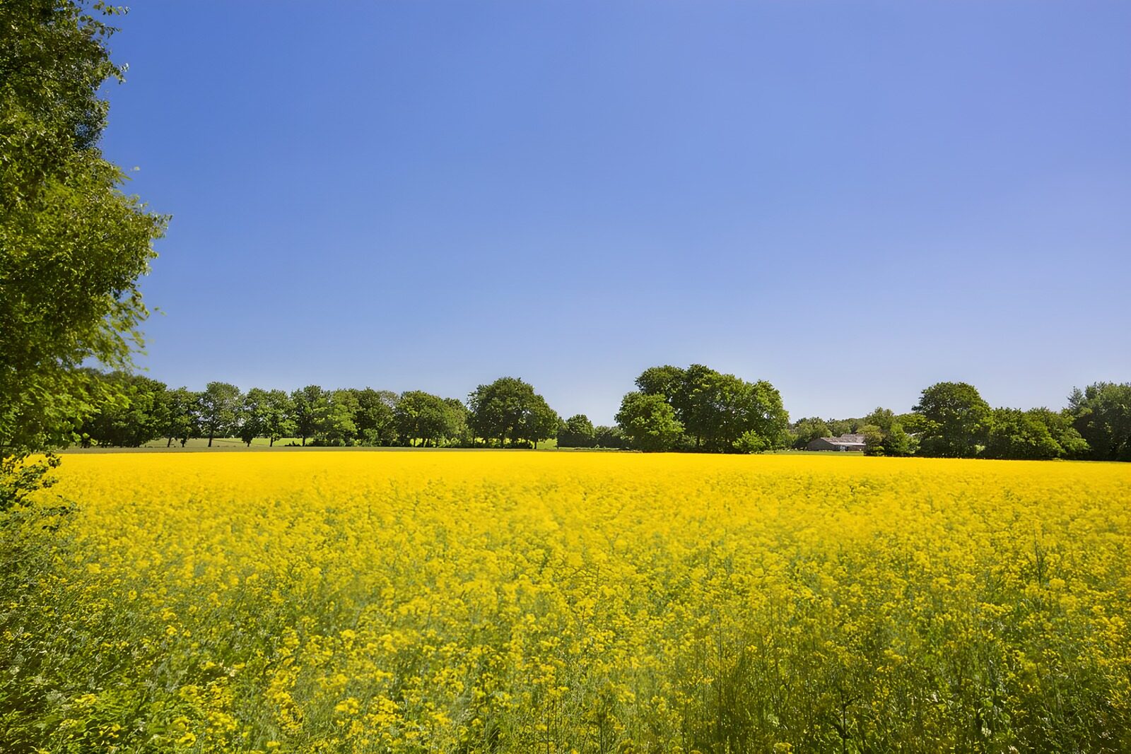 Zonovergoten Gele Veld
