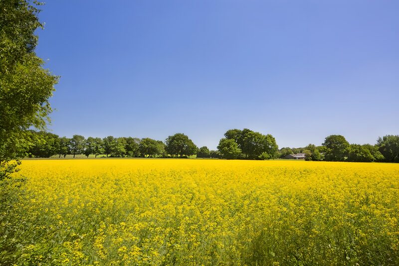 Zonovergoten Gele Veld