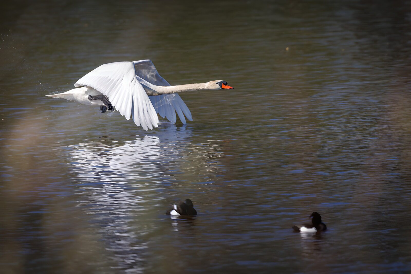 Elegante zwaan in vlucht boven het water