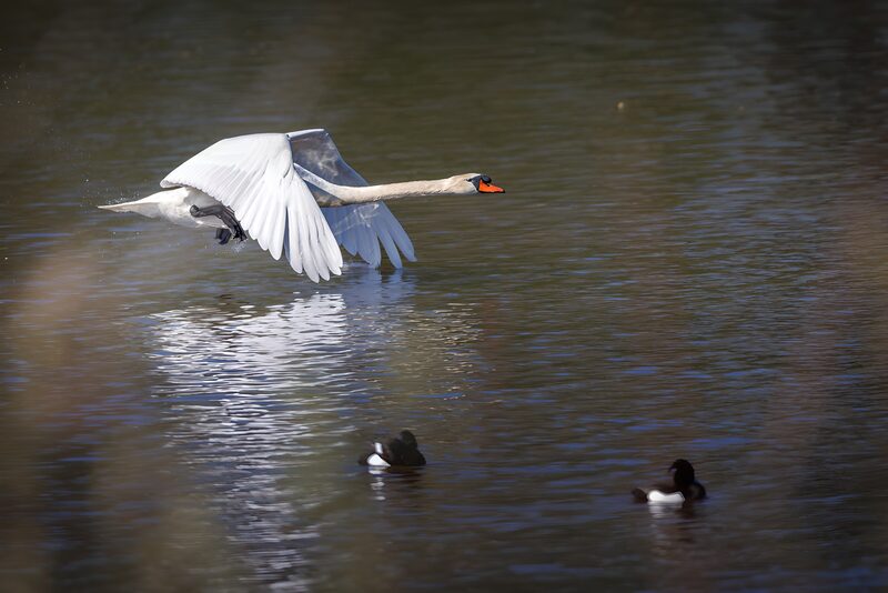 Elegante zwaan in vlucht boven het water