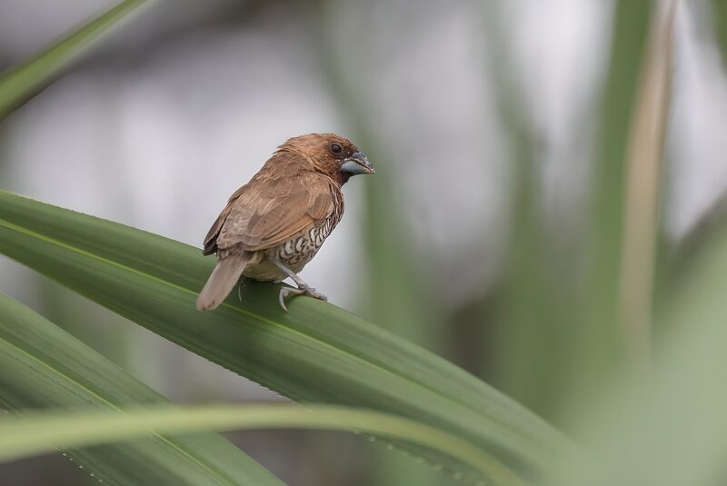 Bruine vogel op een grasblad