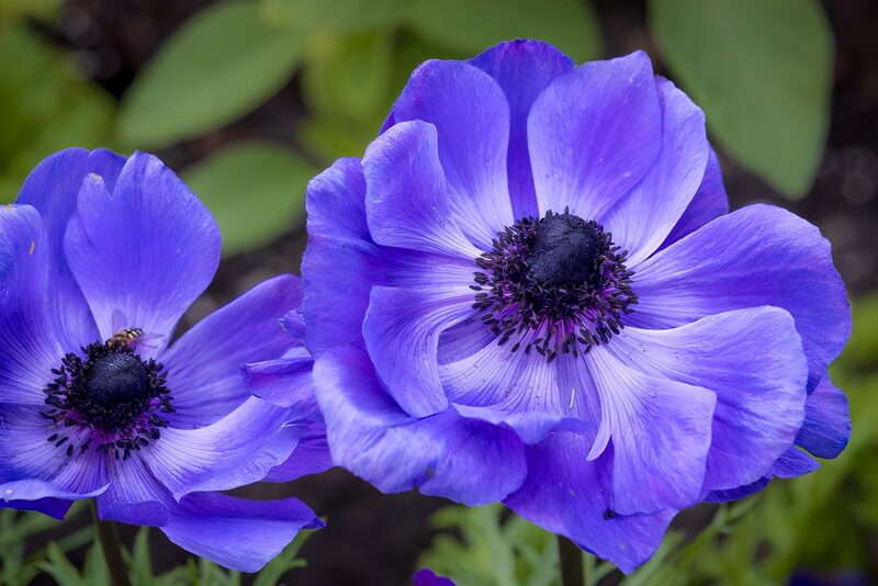 Paarse anemonen close-up