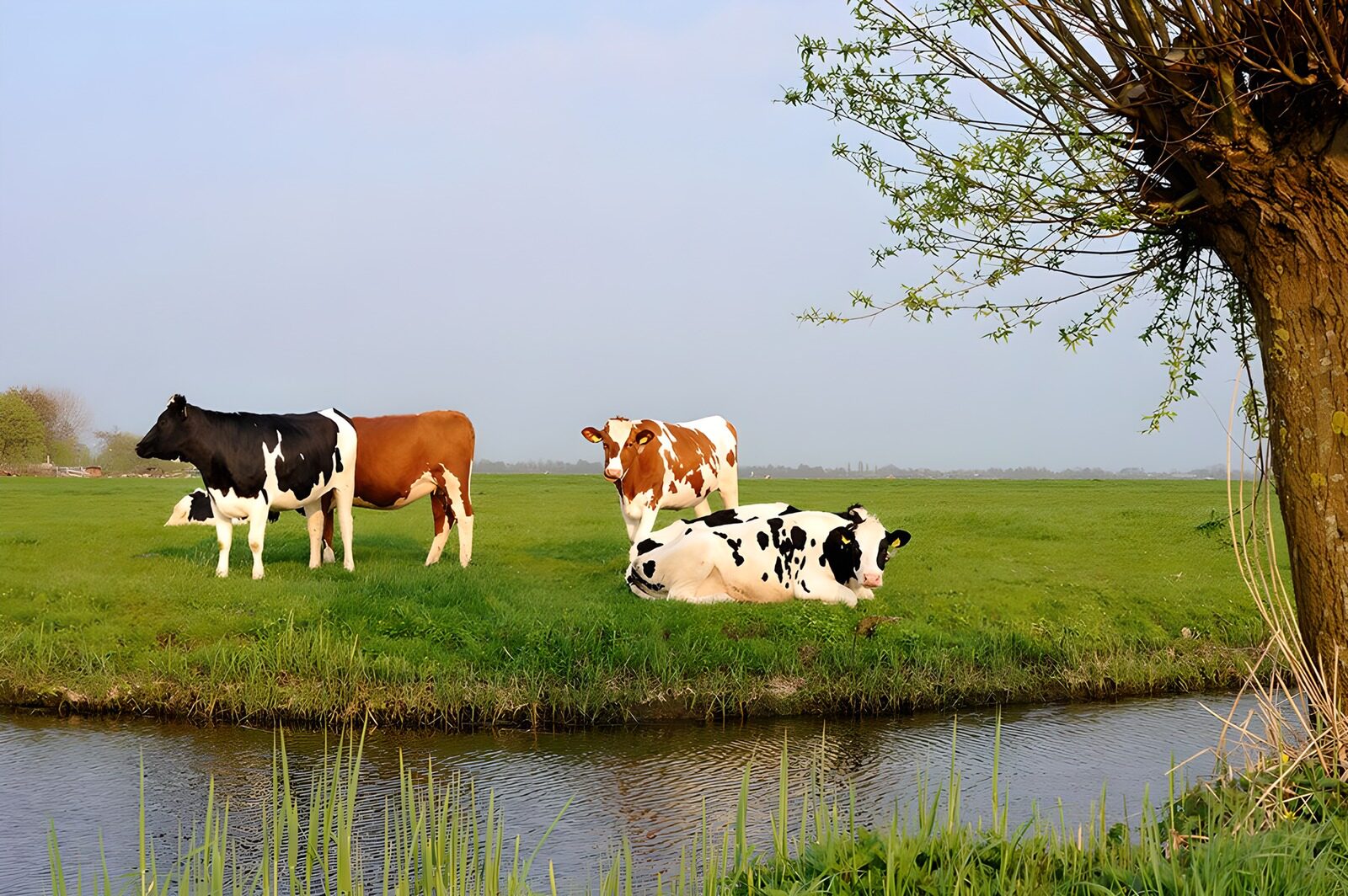 Koeien in een groene weide