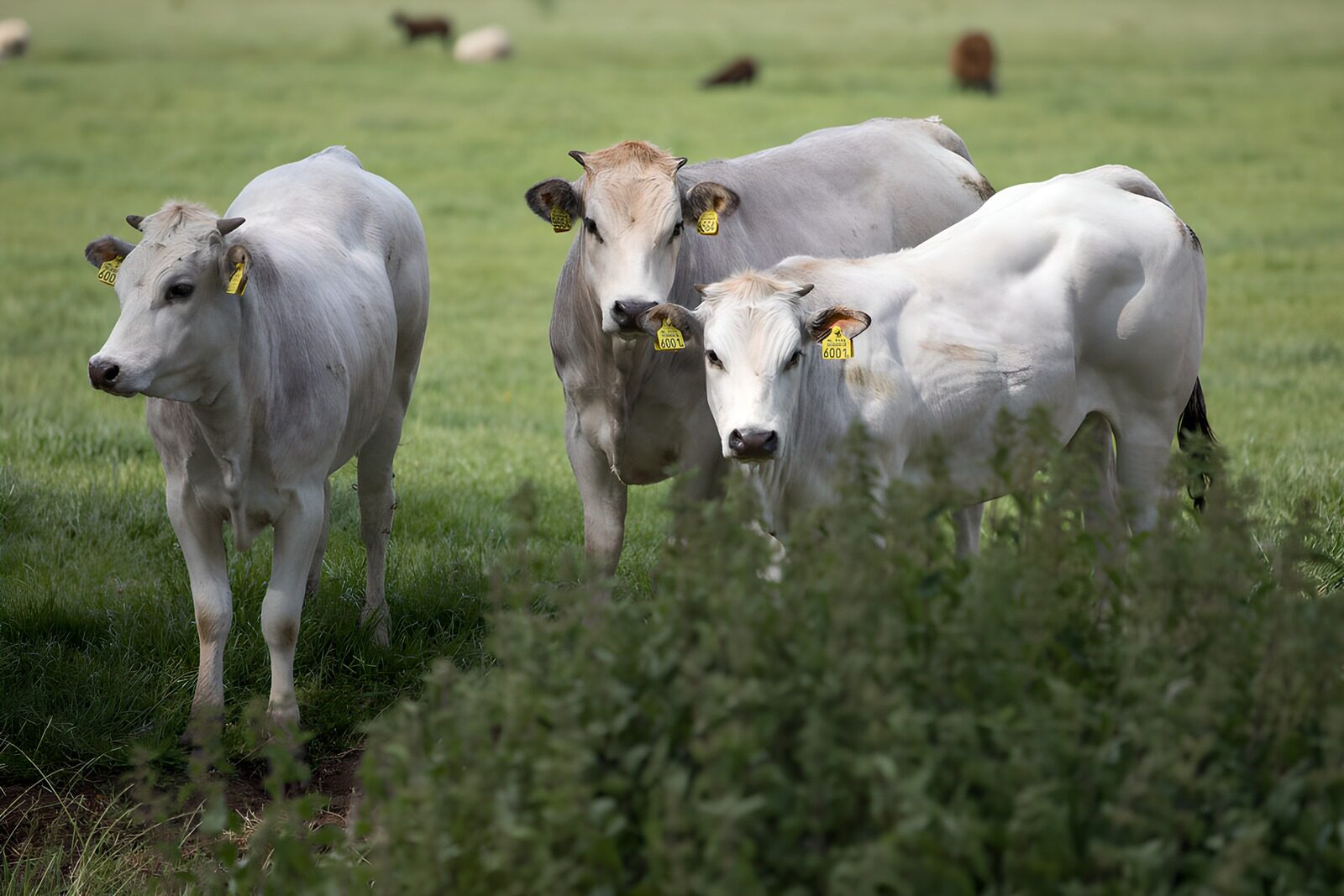Jongvee op een groene wei