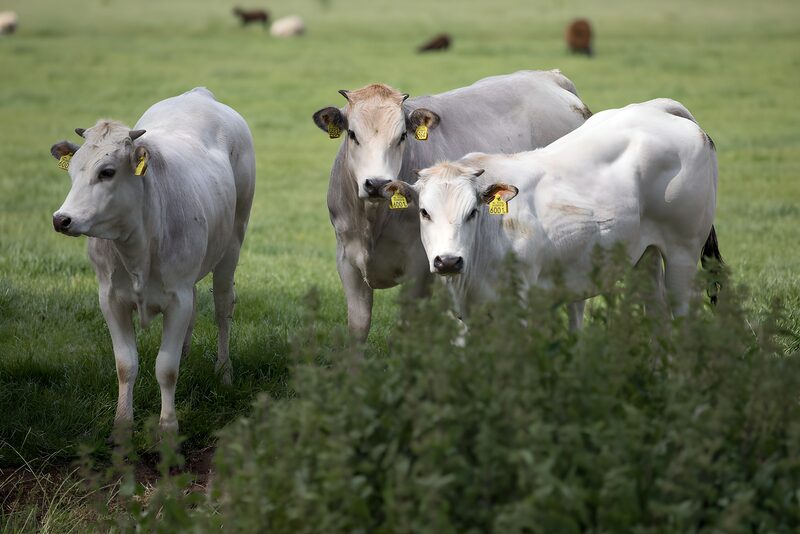 Jongvee op een groene wei