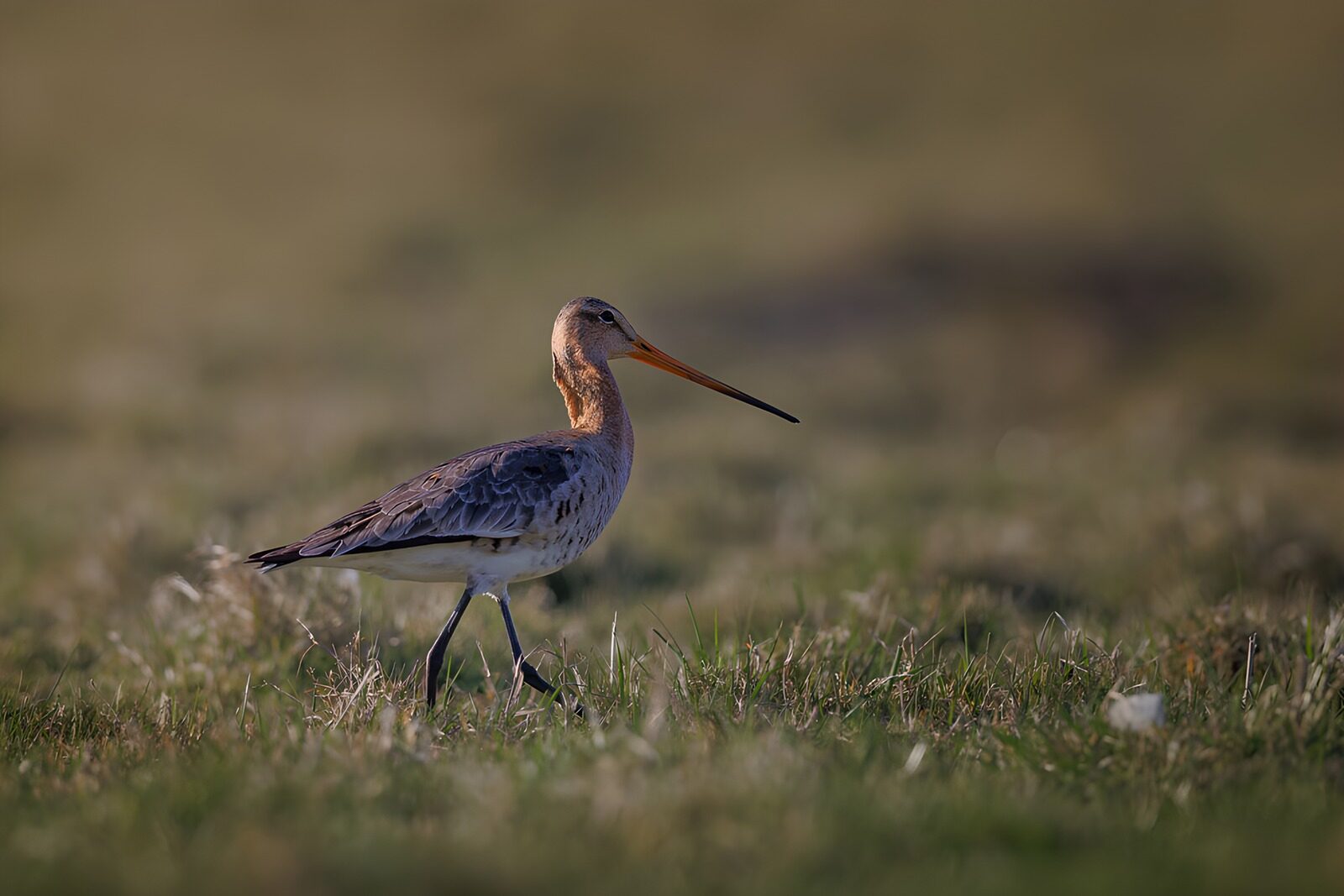 Grutto in het groene gras