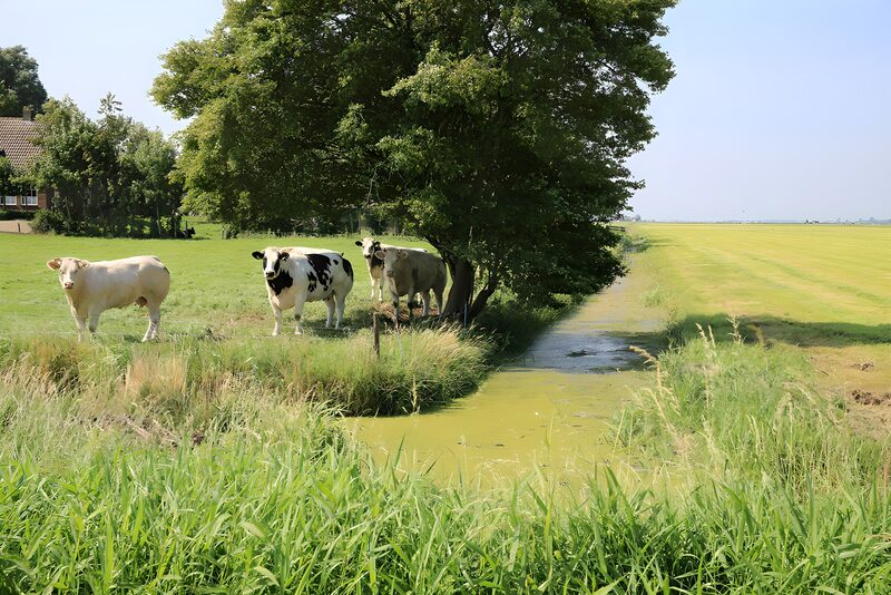 Koeien langs de groene sloot
