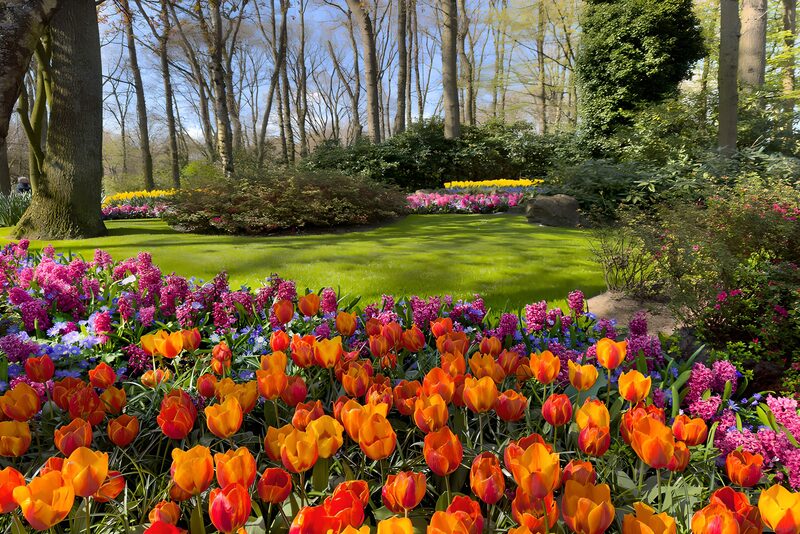 Kleurrijke Bloemenpracht in de Lente