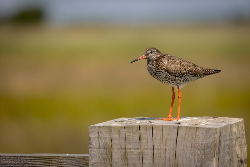 Roodpootruiter op houten paal