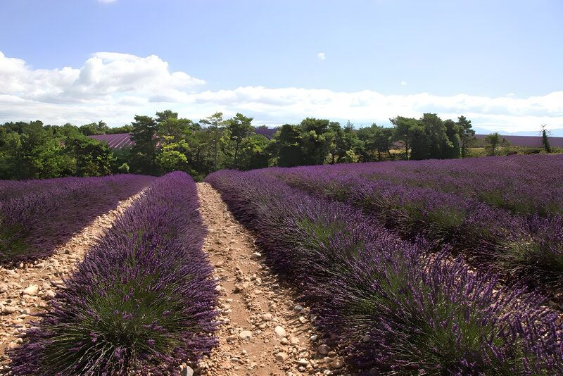 Prachtige lavendelvelden in de Provençe