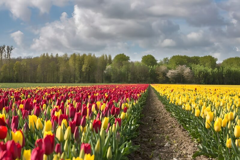 Kleurrijk tulpenveld in bloei