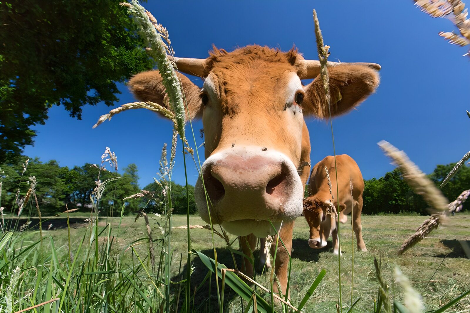 Vrolijke koe in de natuur