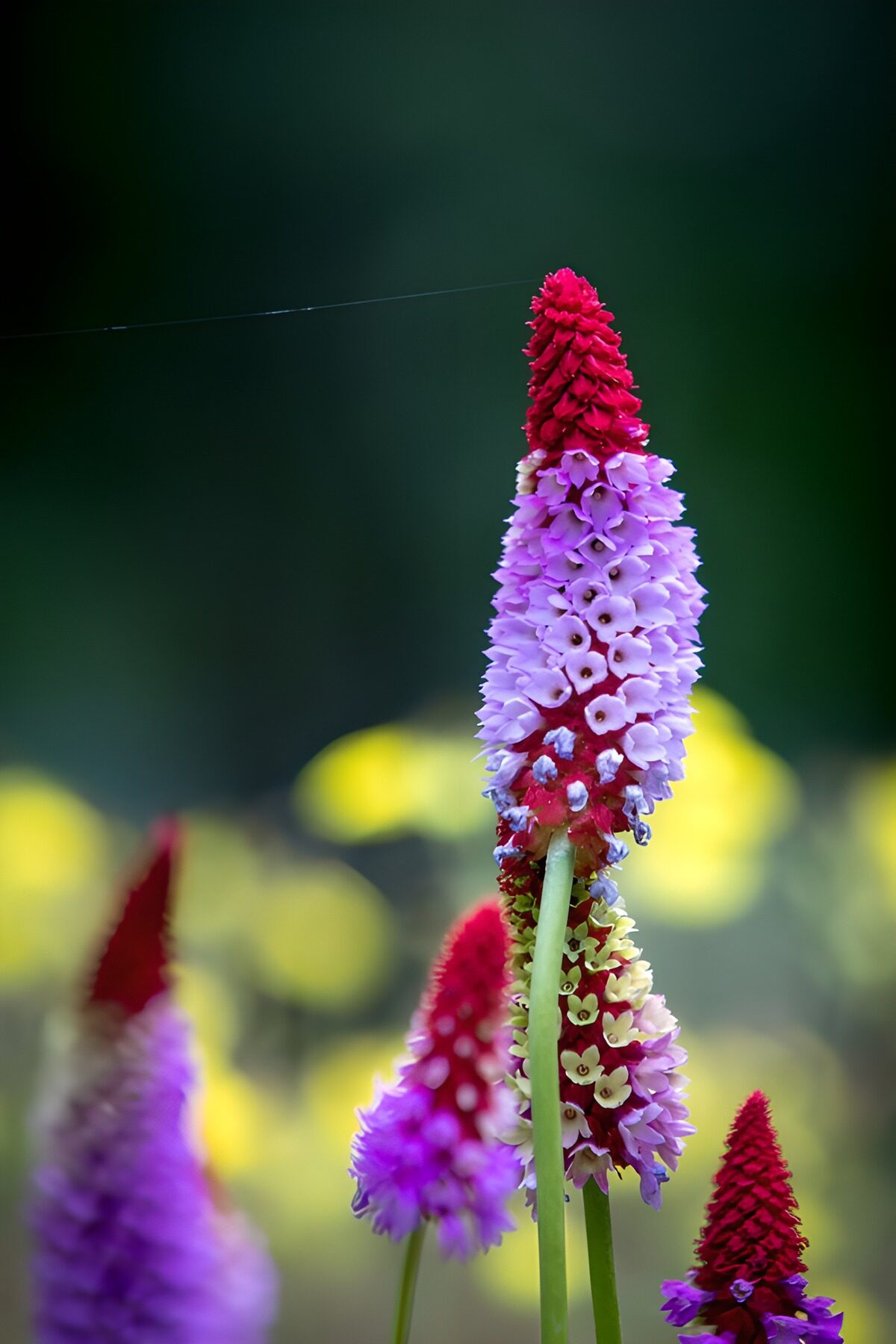 Kleurige Bloemen in de Natuur