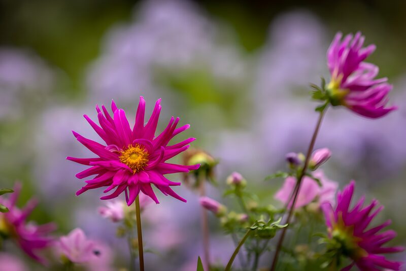 Felgekleurde bloeiende dahlia in de tuin