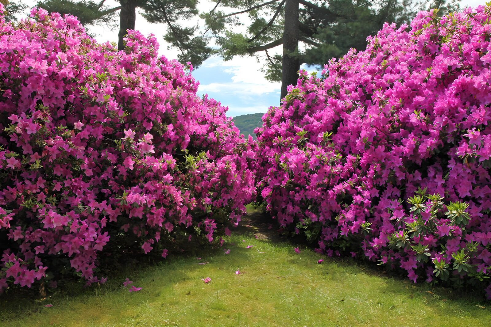 Paden tussen bloeiende azalea's
