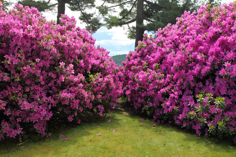 Paden tussen bloeiende azalea's
