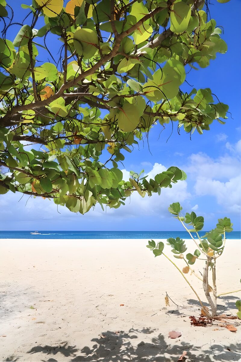 Tropisch strand onder een boom