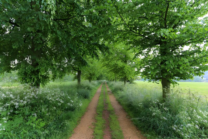 Groene laan omringd door bomen