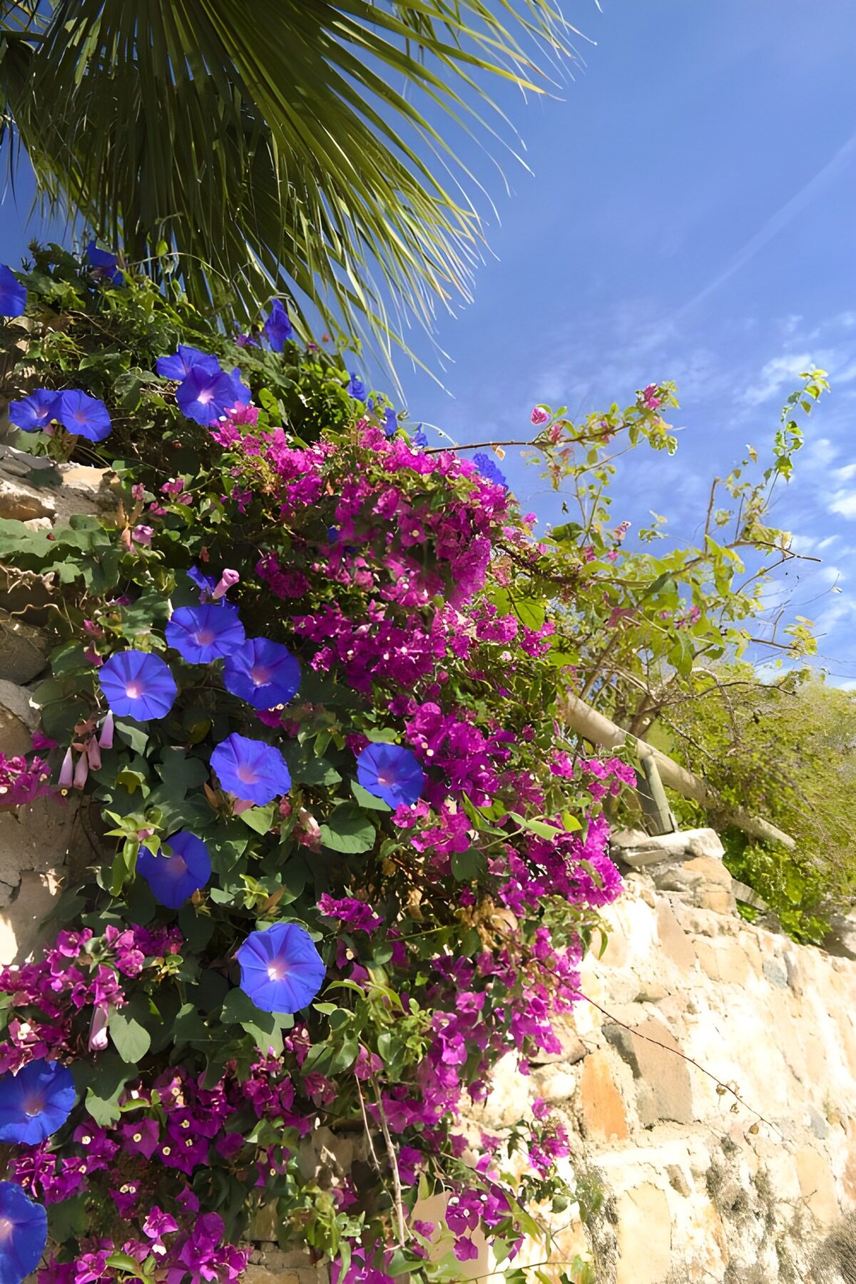 Paarse bloemetjes met bougainville