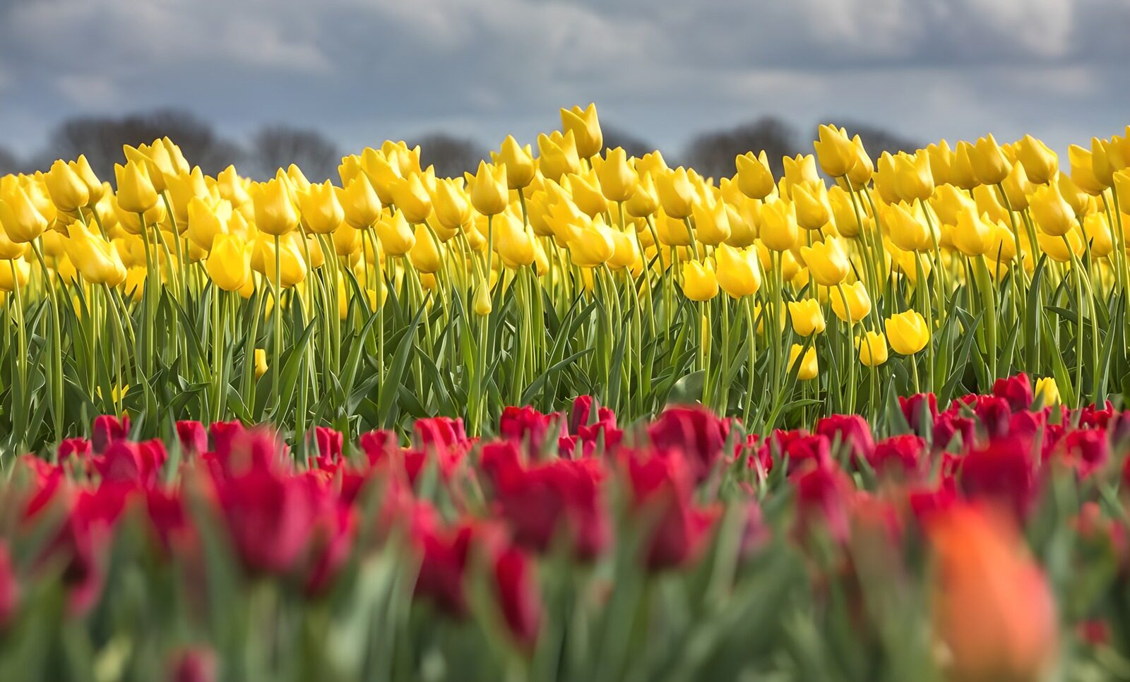 Tulpenvelden in bloei