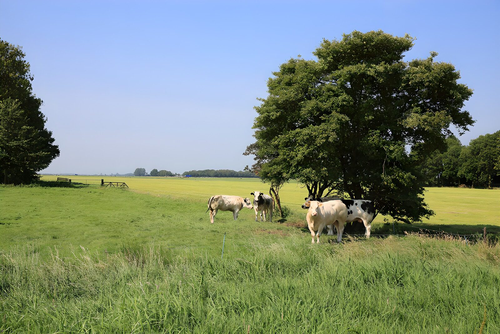 Koeien tussen het gras en de bomen