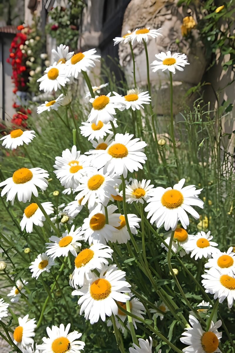 Stralende Margrieten in de Zomerzon