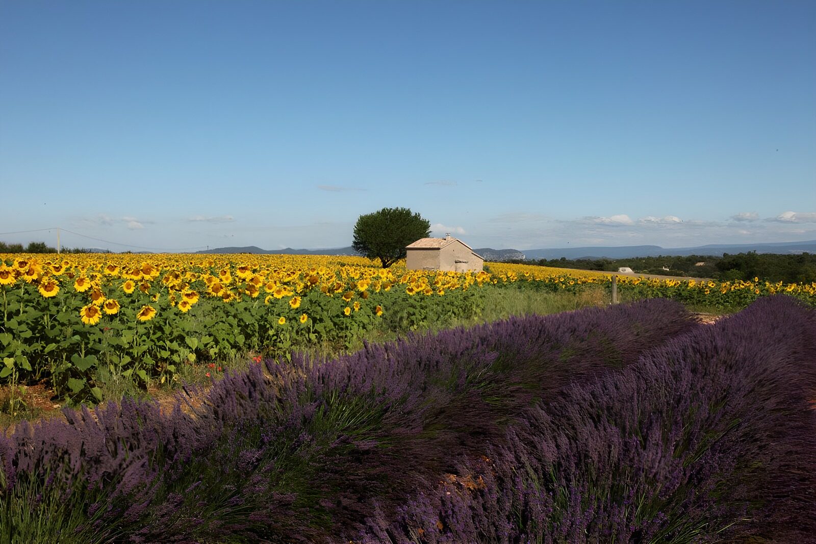Huisje in de provence met Olijf boom, zonnebloem en lavendelvelden