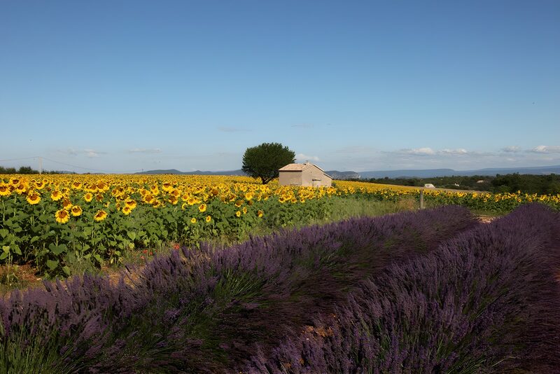 Huisje in de provence met Olijf boom, zonnebloem en lavendelvelden