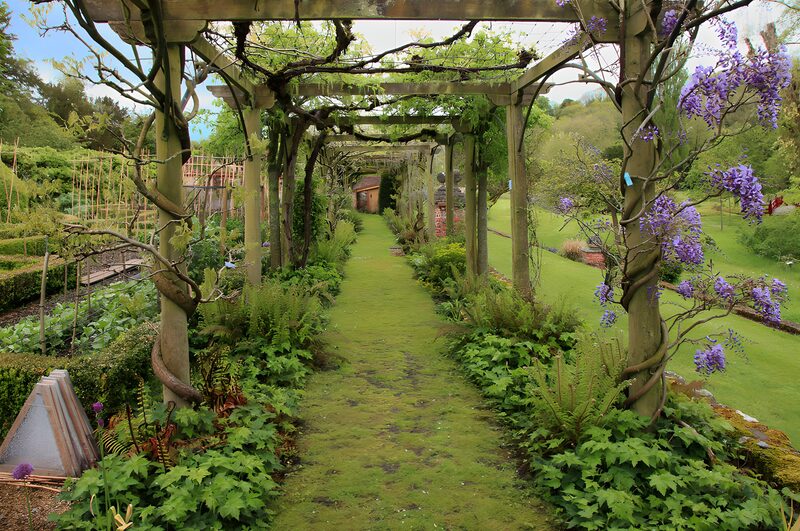 Prachtige pergola met bloeiende wisteria