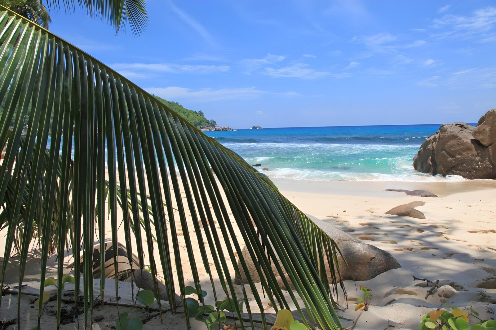Tropisch strand met palmbomen
