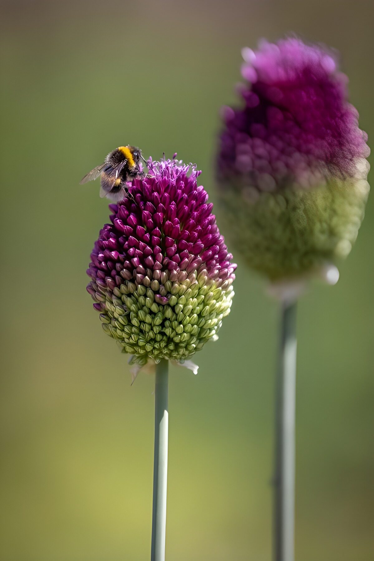 Bij op paarse bloemen